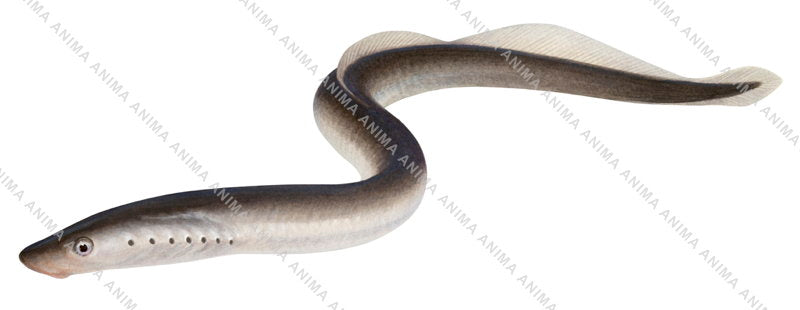 realistic illustration of the European Brook Lamprey-2 on white background.
