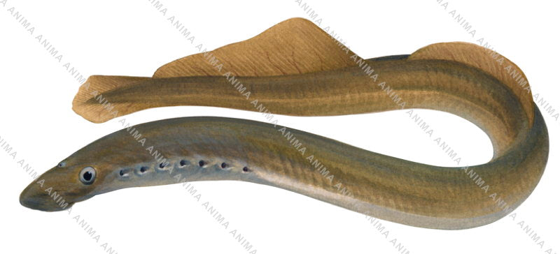 Accurate, detailed illustration of the European River Lamprey,Lampetra fluviatilis by Roger Swainston