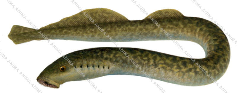 accurate illustration of the Sea Lamprey-,Petromyzon marinus, colourful, side view.