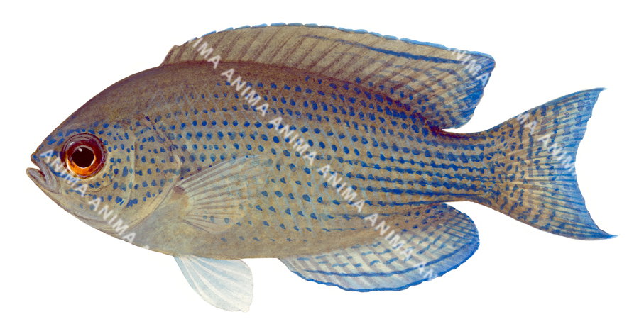 Roaming Damselfish