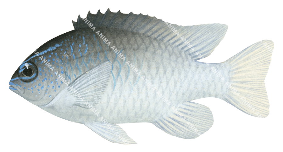 Rolland's Demoiselle