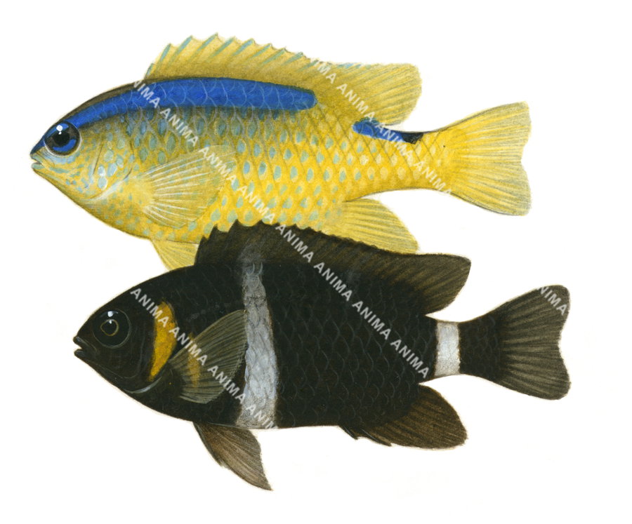 Surge Demoiselle Male and Female