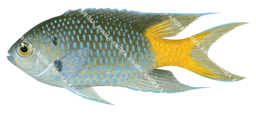 Yellowtail Demoiselle-2