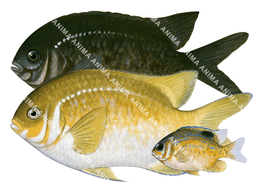 Victorian Scalyfin-2 Male, Female and Juvenile