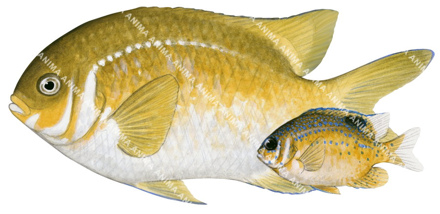 Victorian Scalyfin Adult and Juvenile