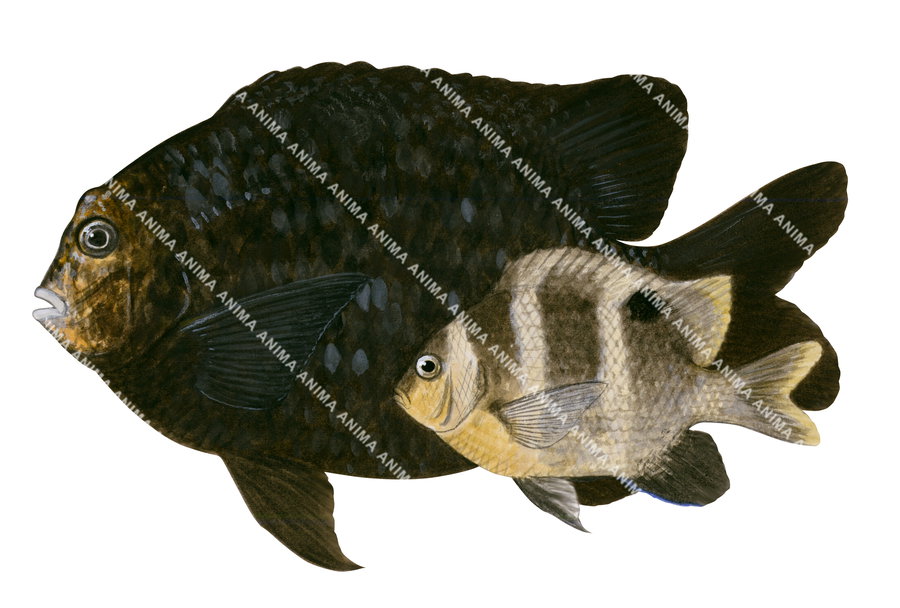 Banded Scalyfin Adult and Juvenile