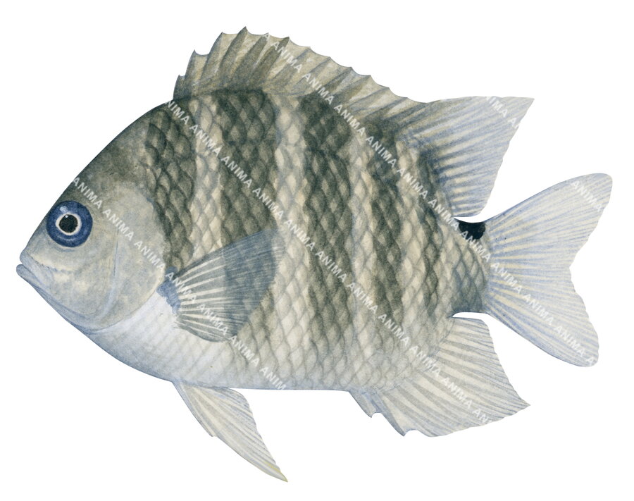 Blackspot Sergeant-3