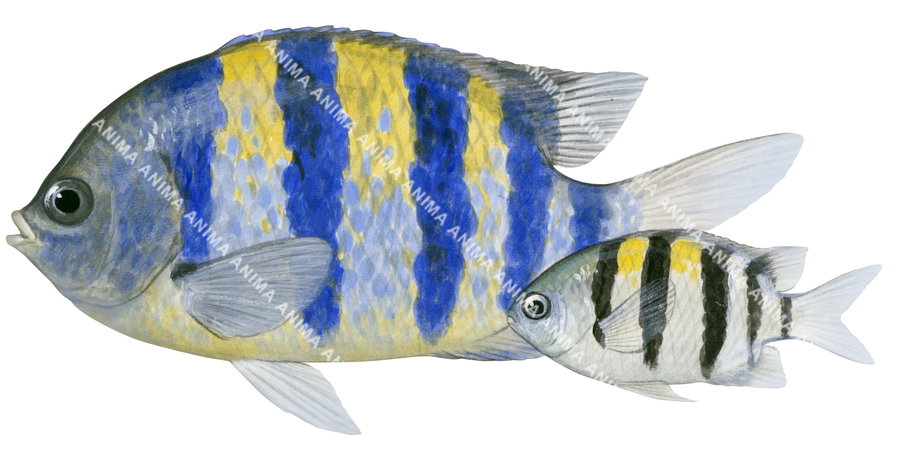 Indo-Pacific-2 Sergeant Adult and Juvenile