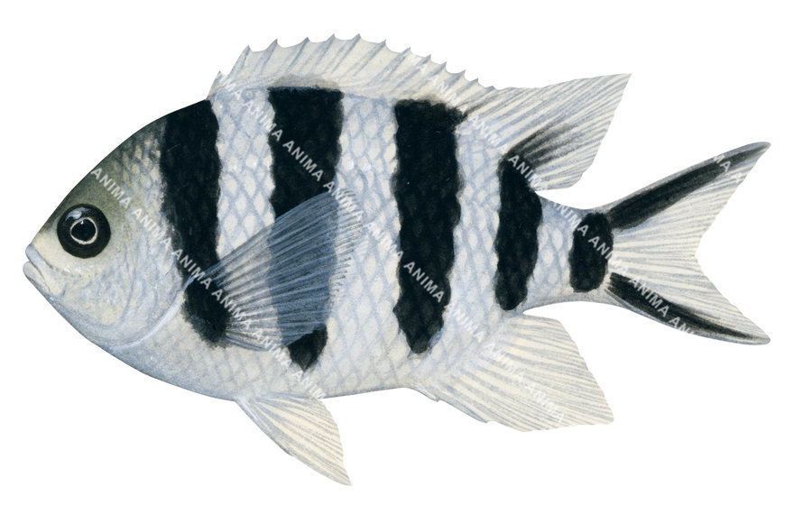 Scissortail Sergeant-3