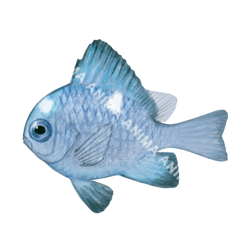 Threespot Humbug Juvenile