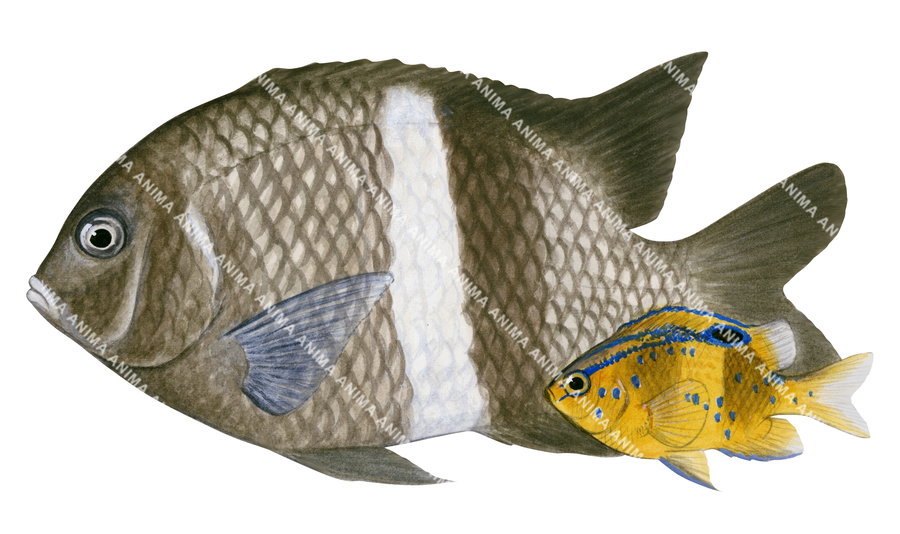 Girdled Scalyfin Adult and Juvenile