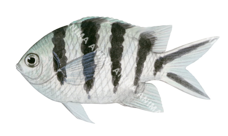 Scissortail Sergeant Juvenile