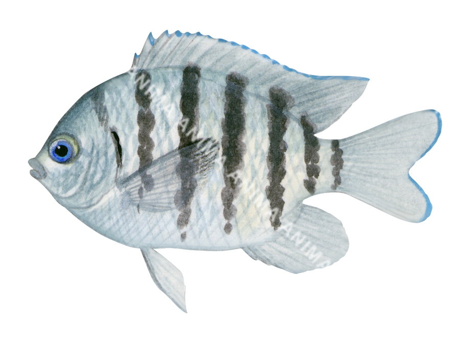 Bengal Sergeant Juvenile