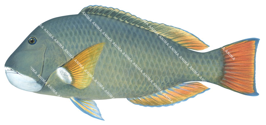 Scientific illustration of the Baldchin Groper showing lateral view with greenish-grey head, dark green body scales and fins bordered with orange margins, displayed on white background capturing the detailed underwater style of Roger Swainston.