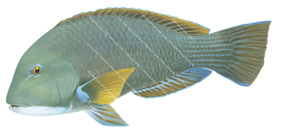 Baldchin Groper detailed illustration showing a dark green reef fish with yellow and blue fins on white background, a colourful reef fish native to western Australia.