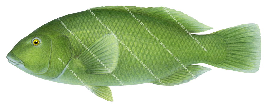 Western Blue Groper, Juvenile