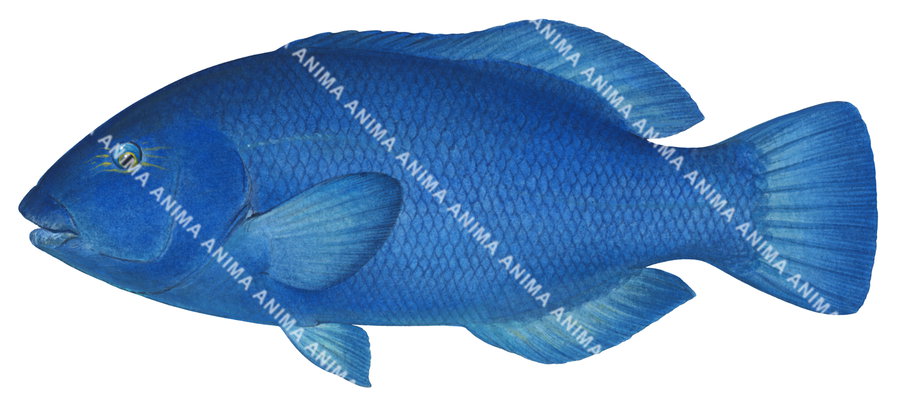 An accurate illustration of the Western Blue Groper on white background, side view with its deep blue colour body and small eye, capturing the detailed underwater style of roger swainston.