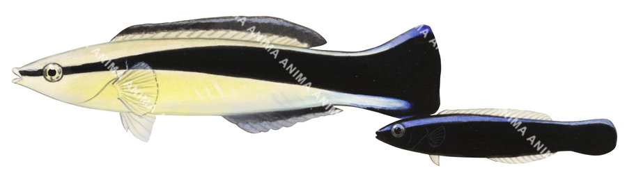 Common Cleanerfish-1 Adult and Juvenile