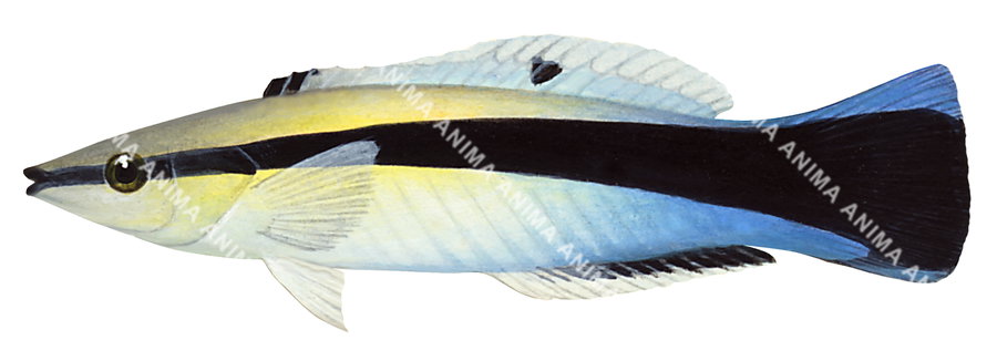 Common Cleanerfish-2