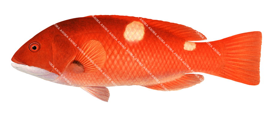 An accurate illustration of the Western Foxfish, with an orange coloration and two light yellow spots on its back capturing the detailed underwater style of Roger Swainston.
