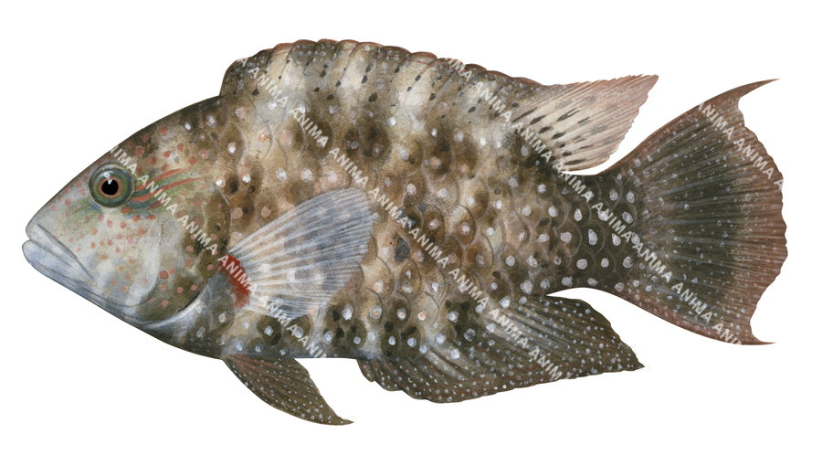 Floral Maori Wrasse-1