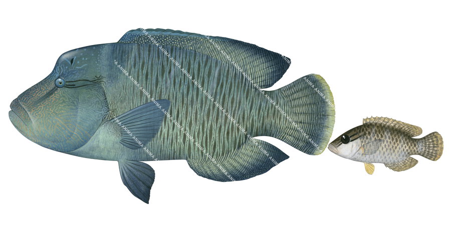 Humphead Maori Wrasse-1, Adult and Juvenile