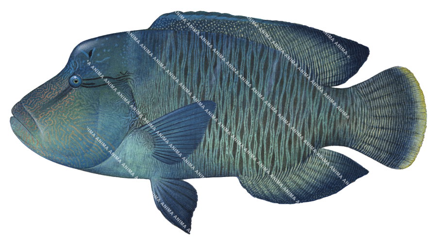 Humphead Maori Wrasse realistic illustration showing its dark greenish, blue colour body with vertical dark stripes on white background and side view capturing the detailed underwater style of roger swainston.