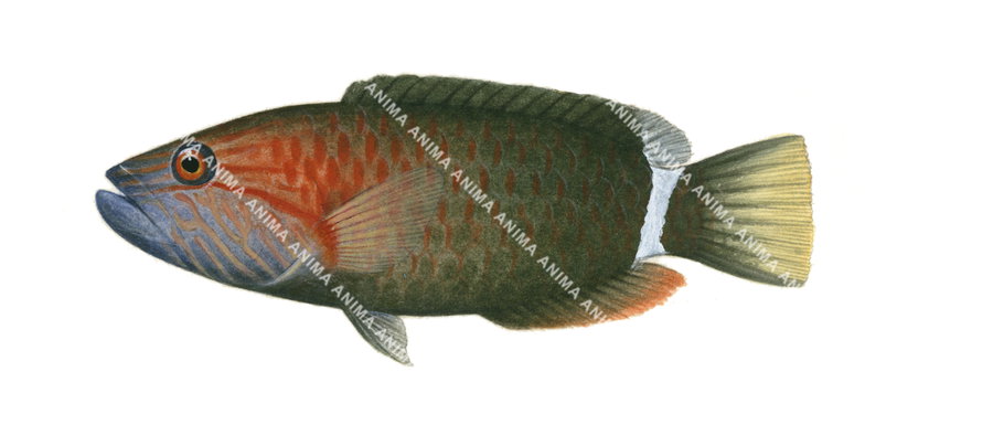 Ringtail Maori Wrasse-2