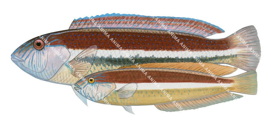 Southern Maori Wrasse,Adult and Juvenile