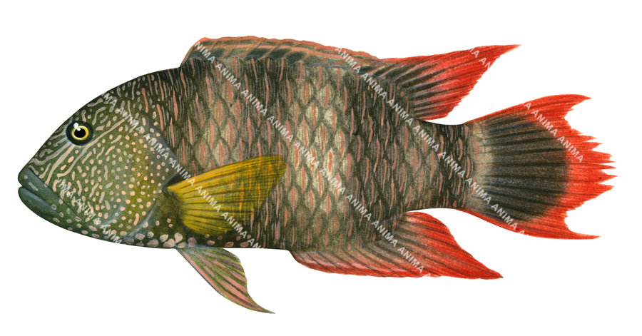Tripletail Maori Wrasse-2