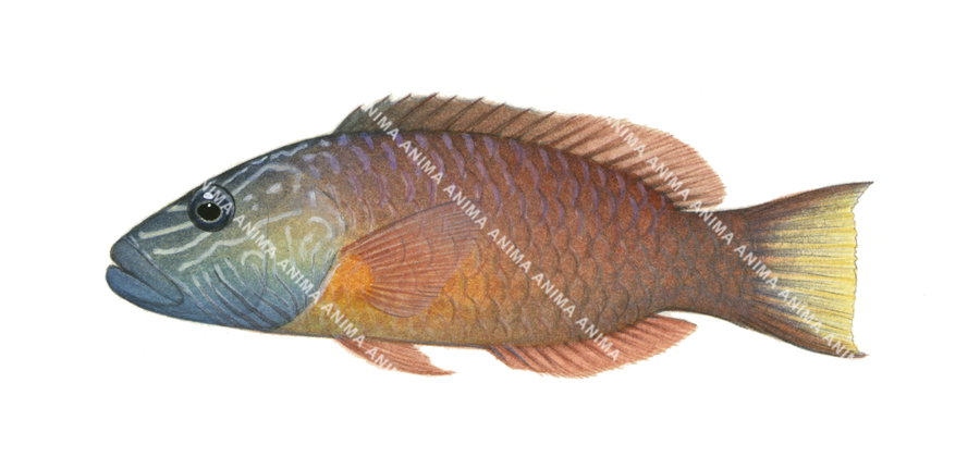 Violet-lined Maori Wrasse