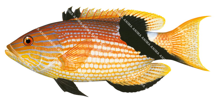 Blackfin Pigfish