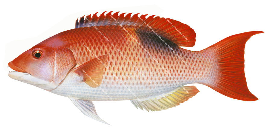 Realistic detailed naturalist painting of the Goldspot Pigfish, white background, side view capturing the detailed underwater style of roger swainston.