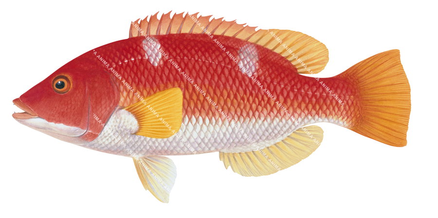 An accurate illustration of the Yellowfin Pigfish. The fish has red, orange colouring with two large white spots on its upper body, capturing the detailed underwater style of roger swainston.