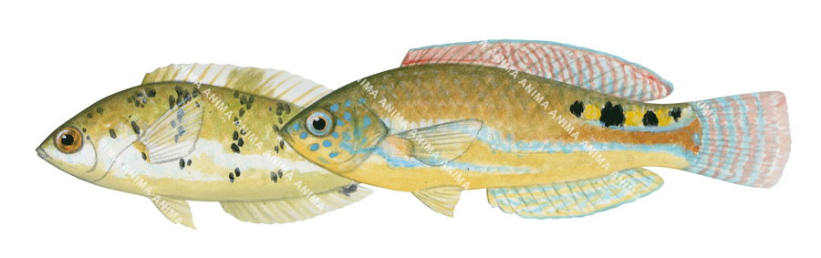 Little Rainbow Wrasse Adults