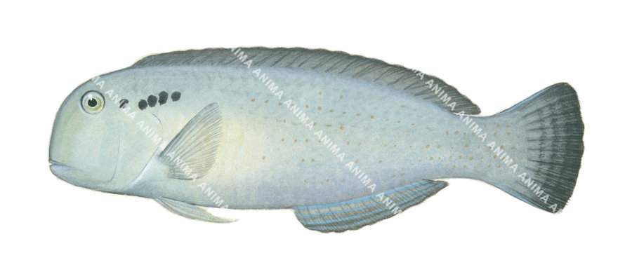 Fivefinger Razorfish