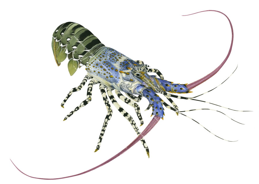 A detailed and realistic illustration of the Ornate Rock Lobster in alive position on white background with its upper body blue colour and orange spots and the lower body green colour.