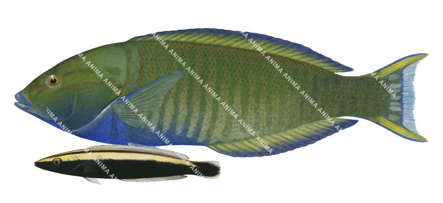 Ringed Slender Wrasse Adult and Juvenile