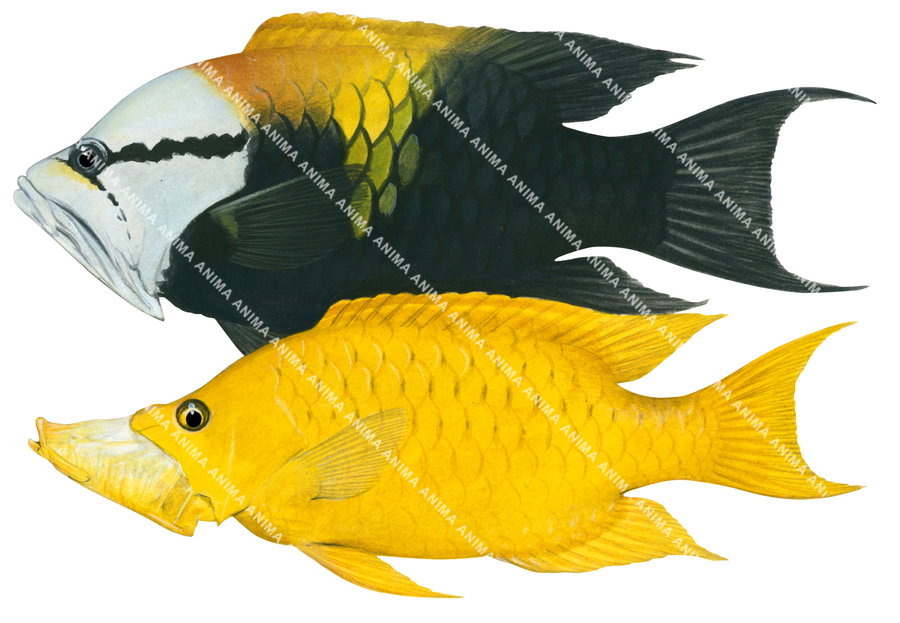 A scientific illustration of the male and female Slingjaw Wrasse, the female showing a vibrant yellow colour body and the male has a white head, yellow patch on its back and greenish black colour, side view on white background.