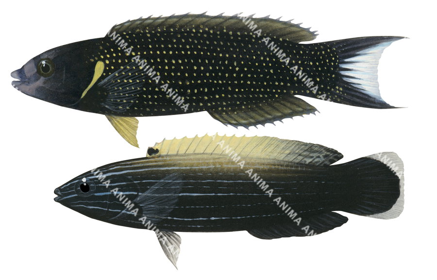 Yellowback Tubelip, Male and Female