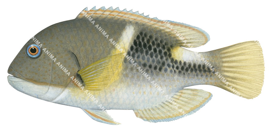 Anchor Tuskfish