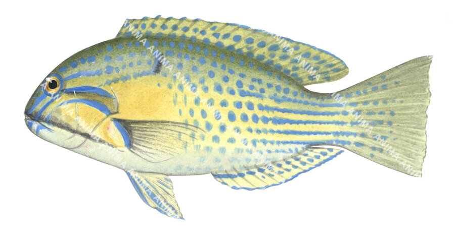 Bluespotted Tuskfish