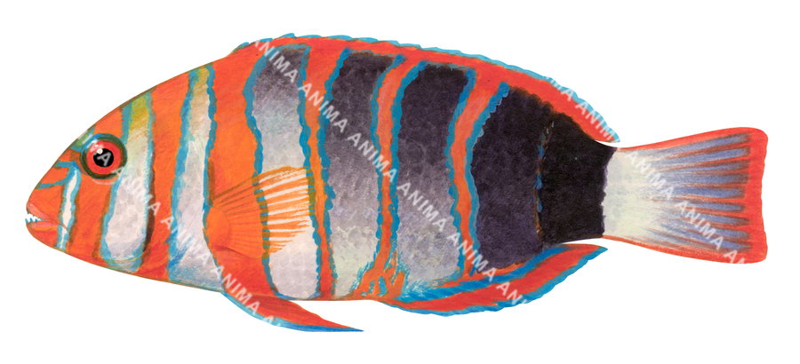 Harlequin Tuskfish