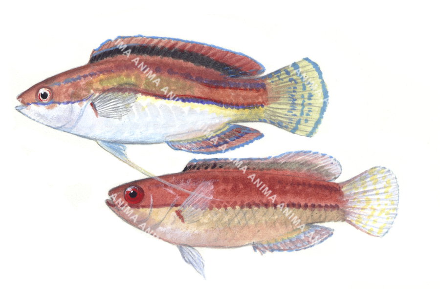 Peacock Wrasse,Male and Female