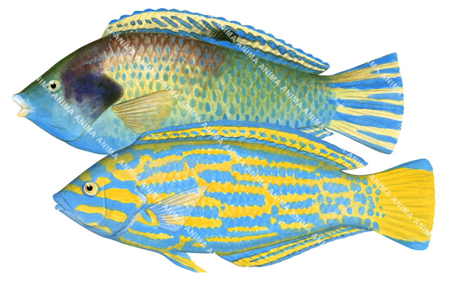 Blue and Yellow Wrasse Male and Female