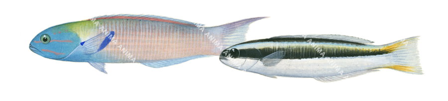 Bluehead Wrasse-3 Male and Female