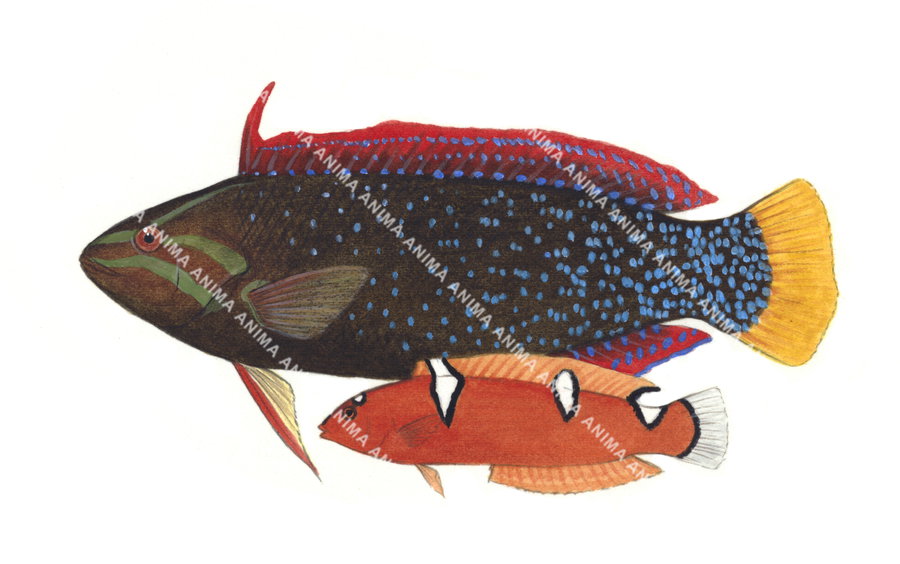 Clown Wrasse,Adult and Juvenile