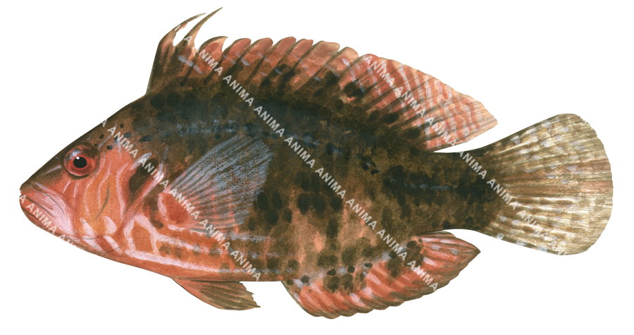 Cockerel Wrasse