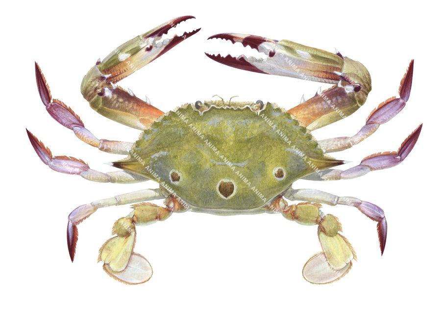 A detailed illustration of a Swimmer Crab with its claws raised, displayed against a white background. The crab has a broad, spiny green carapace and long jointed pink legs.