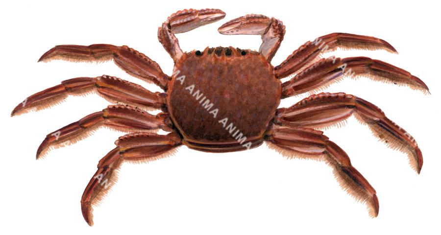 Red Crab,Plagusia chabrus